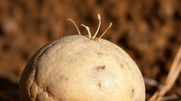 Découvrez les spécificités de la pomme de terre Manon